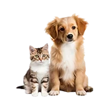 Kafshë & Kafshë shtëpiake