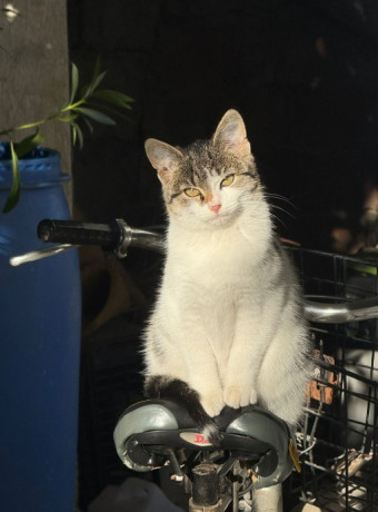 kerkohet-nje-familje-big-0