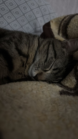 macok-8-muajsh-big-2