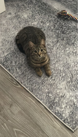 macok-8-muajsh-big-3