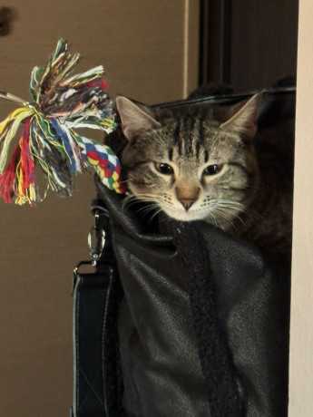 macok-8-muajsh-big-0