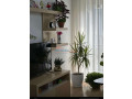 apartament-21-me-qira-ministria-mbrojtjes-tirane-small-0