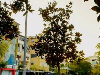 SHITET: DYQAN/ NJESI- STADIUMI DINAMO