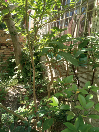 shitet-apartament-21-per-biznes-biznes-ne-shtepi-private-zona-durres-big-2